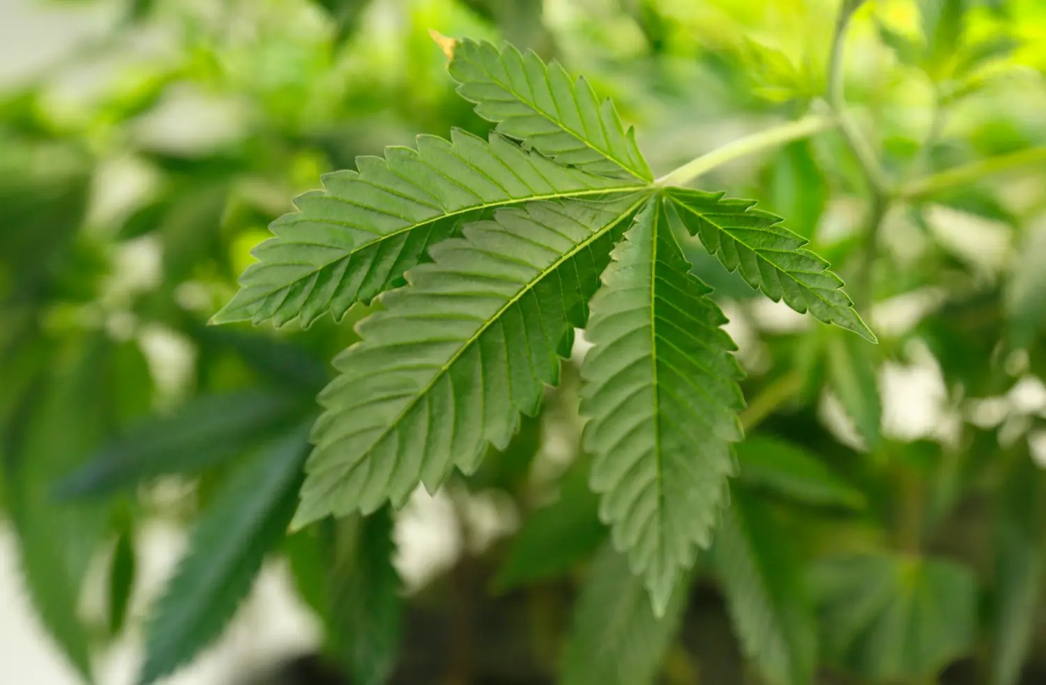 A valóban tiszta CBD titkos lelőhelye
